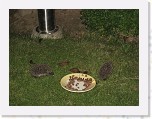 Egels in de tuin 039 * 3648 x 2736 * (5.82MB)